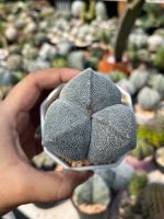 แอสโตรมายริโอ 3 พูไม้เมล็ด Astrophytum Myriostigma ต้นกระบองเพชรขนาดมินิ กระบองเพชร แคคตัส ซัคคิวเลนท์ ตกแต่งสวนแคคตัส