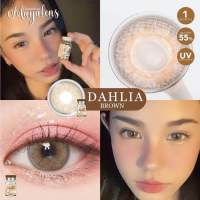 Dahlia brown mayalens น้ำตาลตาคม สวย