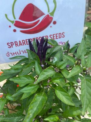 🌶️พริก Purple pepper(พริกช่อม่วง)
