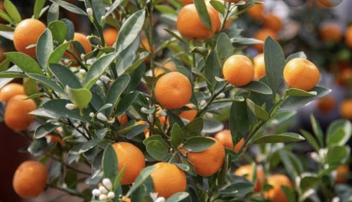 ส้มจี้ดเสียบยอด-พันธุ์เตี้ย-ต้น-40-60-ชม-8เดือน-1ปีติดผล-ไม้มงคล