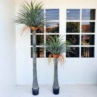 Yucca Rostrata -ต้นยุคคา 150CM - 210 ซม. ต้