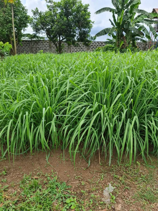 Citronella Seedlings/Shoots | Lazada PH