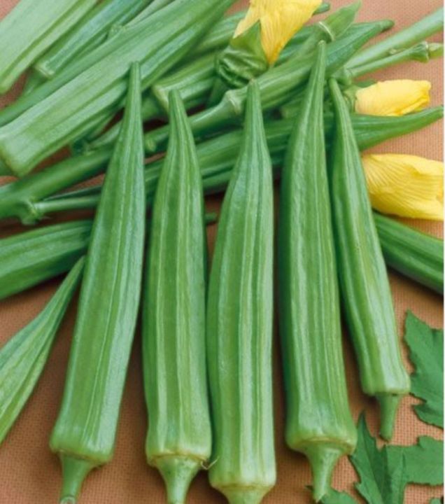 กระเจี๊ยบมอญ-okra-seeds-กระเจี๊ยบ-เขียว-แดง-เมล็ดพันธุ์กระเจี๊ยบมอญ-ผลดก-กรอบ-กระเจี๊ยบแดงบรรจุ-5-เมล็ด-กระเจี๊ยบเขียวบรรจุ-10-เมล็ด