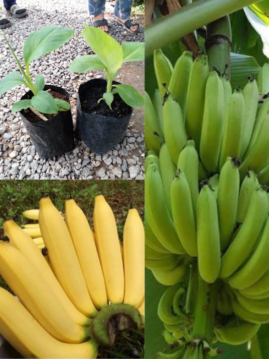 🍌ต้นกล้วยหอมทอง เป็นกล้วยราคาแพงฝนขนาดกลางถึงใหญ่เปลือกหนาสีเหลืองเนื้อละเอียดหวานสีครีมมีกลิ่นหอม