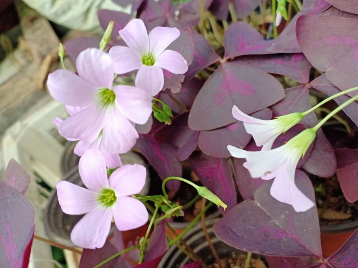 Oxalis Triagularis (Butterfly Plants) | Lazada PH