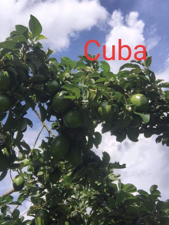 อะโวคาโดแบบเสียบยอดคิวบา-cuba