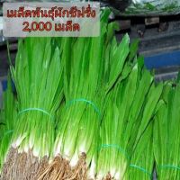 เมล็ดพันธุ์ผักชีฝรั่ง ชุดละ 2,000 เมล็ด