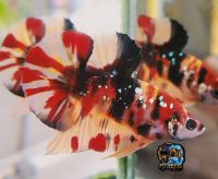 ปลากัด FNbetta nemo galaxy fin fire ผู้ ปลาสวยงาม ปลากัดแฟนซี โค่ย hmpk betta สินค้าตรงปก มีประกัน พร้อมรัด ส่งเร็ว ส่งจริง มีเครดิตในเฟสเพียบตามไปเช็คได้ที่ sompol kongsompart มีทุกเกรด ราคาปลีกส่ง ส่งทั้งในประเทศและต่างประเทศ ปลาเกรด ปลาจำนวน ราคาถูก