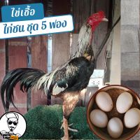 ไข่เชื้อไก่ชน 5 ฟองสำหรับฟัก