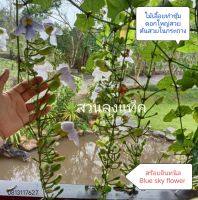 สร้อยอินทนิล  Bengal clock vine, Blue Trumpet, Blue Skyflower, Skyflower ต้นสร้อยอินทนิล ไม้เลื้อย ทำซุ้ม ดอกสวย พุ่มใหญ่พร้อมกระถาง สวนลุงแท็ค