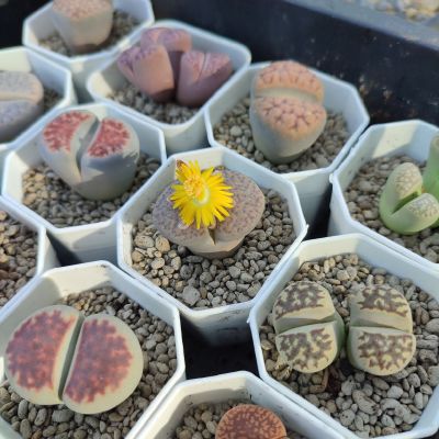 Lithops ไลทอปขนาด3-3.5ซม. กระถาง2นิ้ว (ทักแชทเลือกกระถาง)