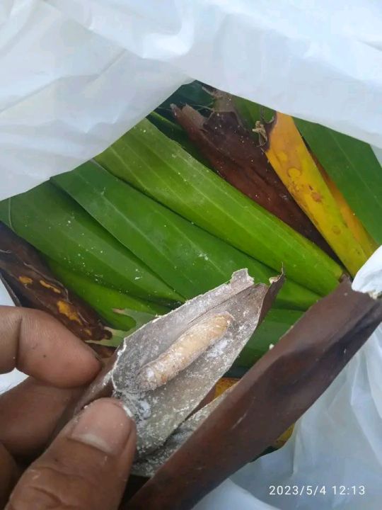 Isi 30 Umpan Memancing Ikan Bawal Dan Lele Entung Daun Pisang Kepompong