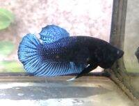 Betta​ปลากัดสายนครปฐม​ ลูกมาเลย์​หนังเหนียว​ เคี้ยว​คม​ แผลหน้าหาง