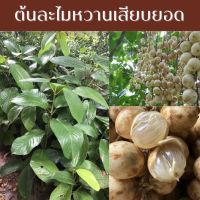 ต้นละไมหวานเสียบยอด

 ผลไม้หายาก
?เป็นผลไม้ทางภาคใต้ของไทย
?ใบมีขนาดใหญ่ ผลออกเป็นพวงยาว
?ผลคล้ายมะไฟ
?เนื้อสีขาว รสอมเปรี้ยวอมหวาน 

ขนาดต้นสูงประมาน 70-80 cm.