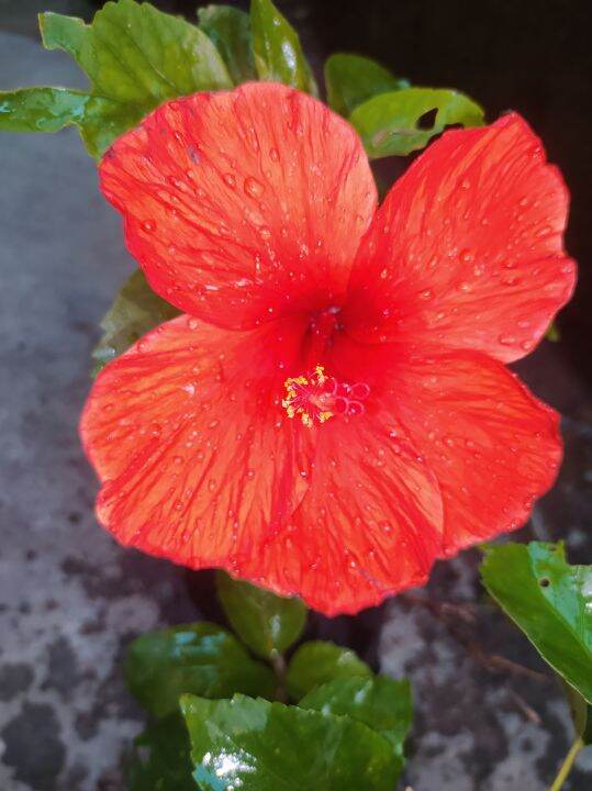 Gumamela red orange live plants 🌿 Lazada PH