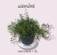 เลม่อนไทม์ #Lemon thyme