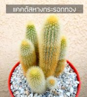 [ถูกที่สุด]แคคตัสหางกระรอกทอง Aporocactus Flagelliformi  กระบองเพชร ไม้อวบน้ำ แคคตัส