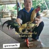 ไข่เชื้อไก่ชน พม่าตีหู เจ้าสายฟ้า ร้านส่งไว