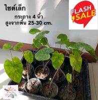 colocasia lemon lime เลม่อนไลม์ ไซต์เล็ก กระถาง 4 นิ้ว ส่งเป็นต้นไม่ตัดใบ