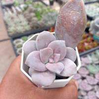 Gcraptopetalum Superbum / แกร์ปโตพีทาลัม ซุปเปอร์บั้ม/กุหลาบวางใบ/ไม้อวบน้ำกระถางสองนิ้วส่งพร้อมกระถาง