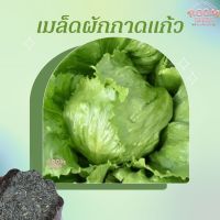 100 เมล็ด ผักกาดแก้ว สลัดไอซ์เบิร์ก - Iceberg Lettuce