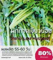 เมล็ดผักกาดเขียวน้อย ผักวาซาบิไทย (10 แถม 1 คละอย่างได้)