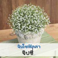 เมล็ดพันธุ์ดอกจิปโซฟิลล่า (ชุด100เมล็ด)