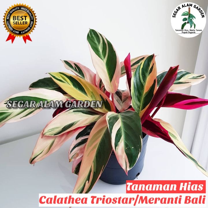 Tanaman Hias Meranti Bali Calathea Triostar Multicolor Lazada Indonesia