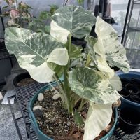 บอนกระดาดด่างขาว Alocasia macrorrhizos Variegated