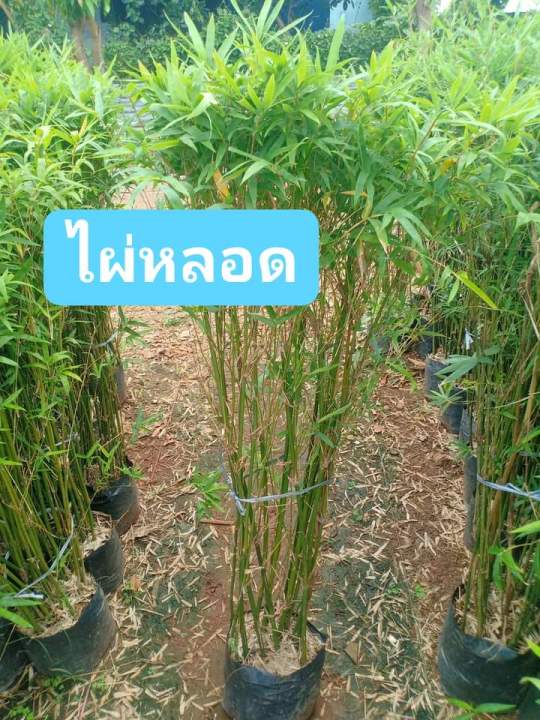 ไผ่หลอด-ต้นพันธุ์สูง-1เมตร-รากแน่น-ต้นแข็งแรงพร้อมปลูก