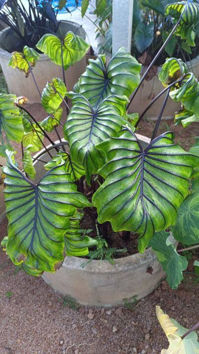 บอนโคโลคาเซีย-หน้ากากฟาโรห์-colocasia-pharaoh-s-mask-ขุดสดตามออร์เดอร์-แช่น้ำยากันเชื้อราก่อนจัดส่ง