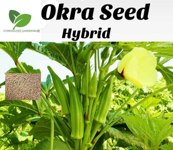 Hybrid Okra Seeds ( 20 Seeds ) 1 pack Lazada PH