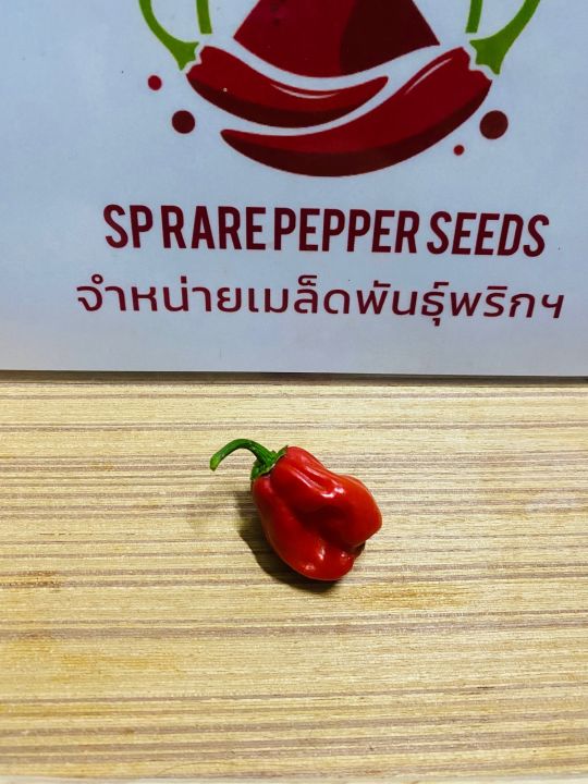 พริก-habanero-red-แท้