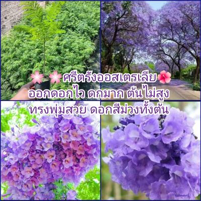 🌸 🌸ต้นศรีตรังออสเตรเลีย🌺
ออกดอกไว ดกมาก ต้นไม่สูง 
ทรงพุ่มสวย ดอกสีม่วงทั้งต้น