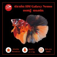 ปลากัด HM Galaxy Nemo ตรงปกตัวในรูป เพศผู้ เลี้ยงสวยงาม มีประกันสินค้า เก็บปลายทางได้