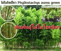 ไผ่โมโซเขียว Phyllostachys aurea green ไผ่ประดับ ไผ่สวยงาม