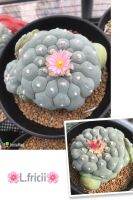 เมล็ด Lophophora Fricii x Fricii Oibo 20เมล็ด