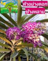 กล้วยไม้ดอกหอม กล้วยไม้ ช้างพลาย ชื่อวิทยาศาสตร์: Rhynchostylis gigantea (Lindl.) Ridl. ออกดอกช่วง มกราคม - กุมภาพันธ์  รากเป็นรากอากาศ  ดูแลเลี้ยงง่าย ปลูกในที่ร่ม แสงแดดรำไร รดน้ำวันละ 1-2 ครั้ง  ช่วยทำให้บ้านสดชื่นน่าอยู่