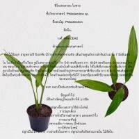 สกุลราฟิโดฟอรา / Rhaphidophora/4 ราฟิโดฟอรา เอกโชติกา”

Rhaphidophora sp. Exotica