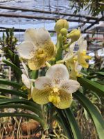 Vanda กล้วยไม้แวนด้า สีเหลือง ทูโทน ดอกใหญ่ สวยงาม ต้นสวยงาม ส่งสินค้า ต้นติดดอกแล้ว