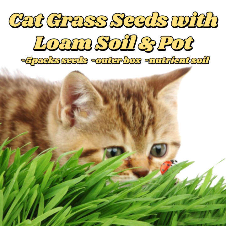 Cat Grass Seeds With Loam Soil & Pot Cat Grass Hydroponic With Tray