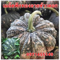 เมล็ดฟักทองลายข้าวตอก40-50 เมล็ด