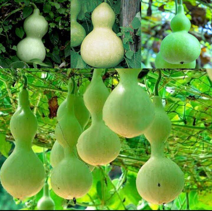 Binhi Bottle Gourd Upo Seed for Outdoor Planting Original Pack | Lazada PH