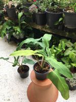 Philodendron mexicanum /ฟิโลหูม้า ส่งแบบกระถางขนาด 6 นิ้ว เป็นไม้หายาก ไม้ฟอกอากาศ