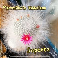 ? แมมแม่เฒ่า ฮาเนียน่า ซุปเปอร์บา ( Superba) ขนแน่น ขนยาวสวย ? ขอดูรูปแจ้งได้จ้า