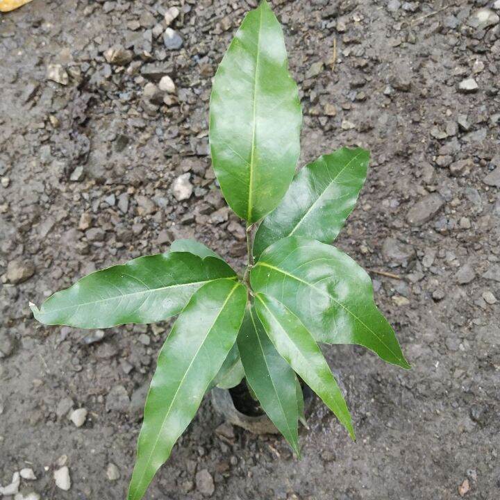 MANGO PLANT FOR SALE ROOTED Lazada PH