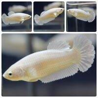 ปลากัด White Plattinum เพศเมีย 1 ตัว