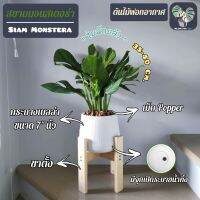 ?? ต้นสยามมอนสเตอร่า "Siam Monstera" พร้อมกระถางเบลล่า 7"นิ้ว+เม็ดPopper+ขาตั้ง