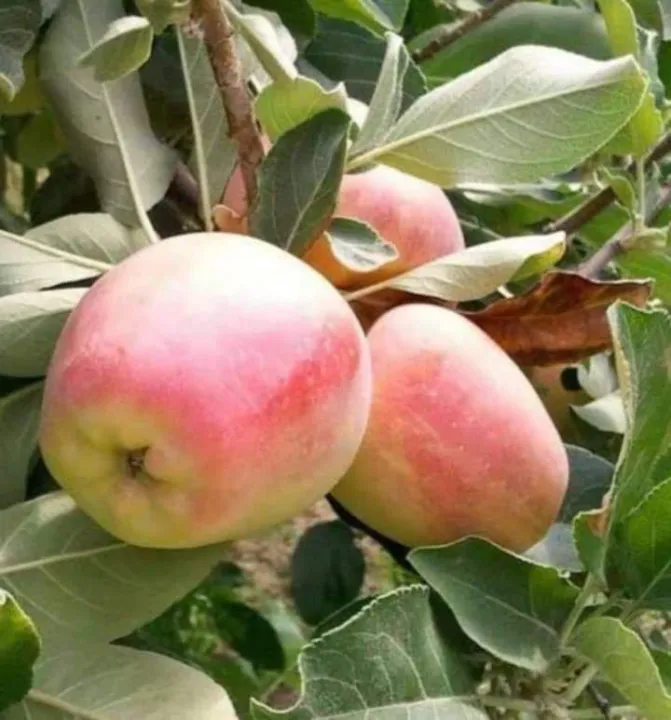 Anna Apple ต้นแอปเปิ้ลแอนนา เสียบยอด สายพันธุ์ที่ปลูกในไทยได้ผล ทนร้อน |  Lazada.Co.Th