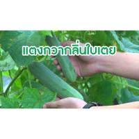 เมล็ดพันธุ์ แตงกวา แตงหอมเตย อะโทรมาติก ( Aromatic Cucumber ) เนื้อหวานกรอบ บรรจุ 5เมล็ด